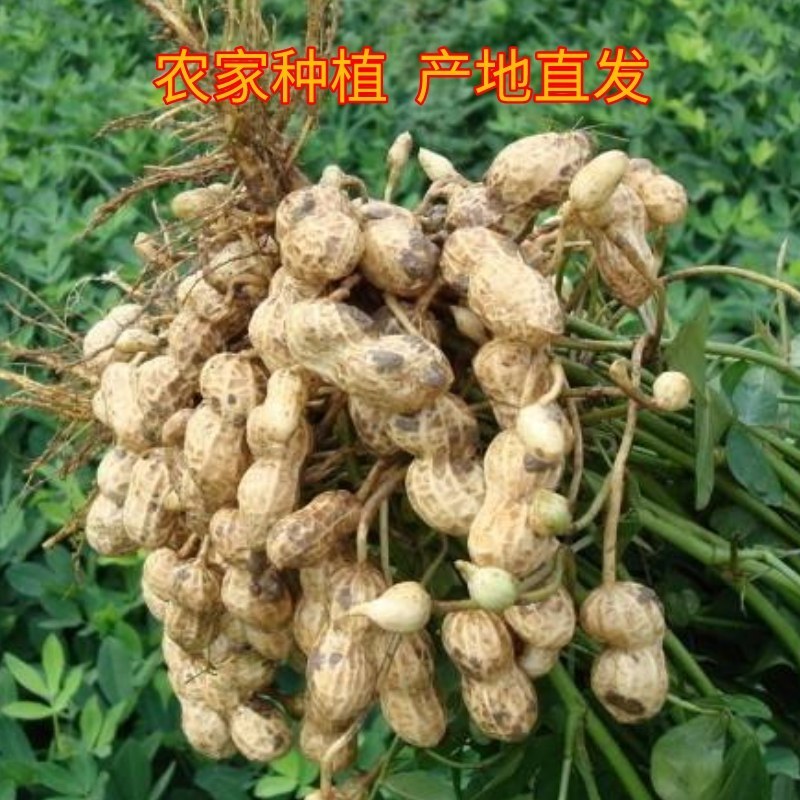 2025年现挖湿花生农家种植农村发货新鲜粉皮湿花生新鲜现