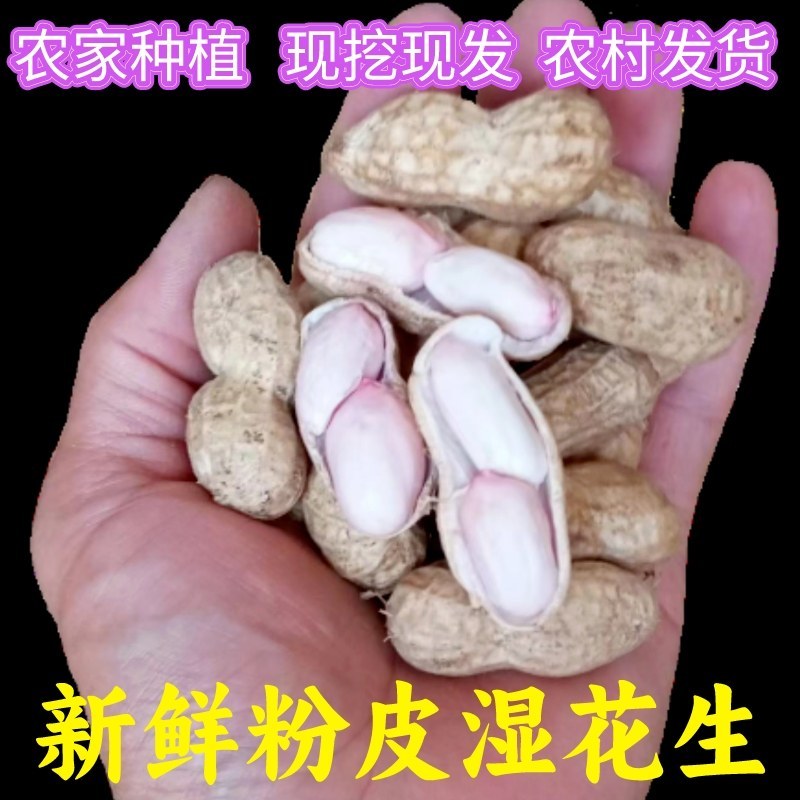 2025年现挖湿花生农家种植农村发货新鲜粉皮湿花生新鲜现