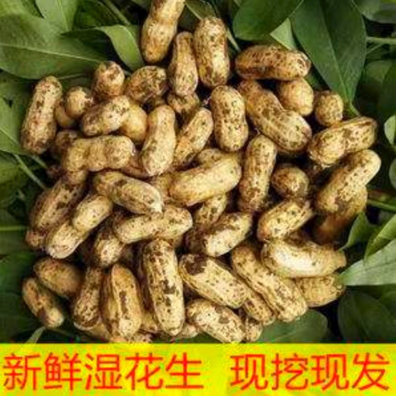 2025年现挖湿花生农家种植农村发货新鲜粉皮湿花生新鲜现