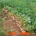 2025年现挖湿花生农家种植农村发货新鲜粉皮湿花生新鲜现