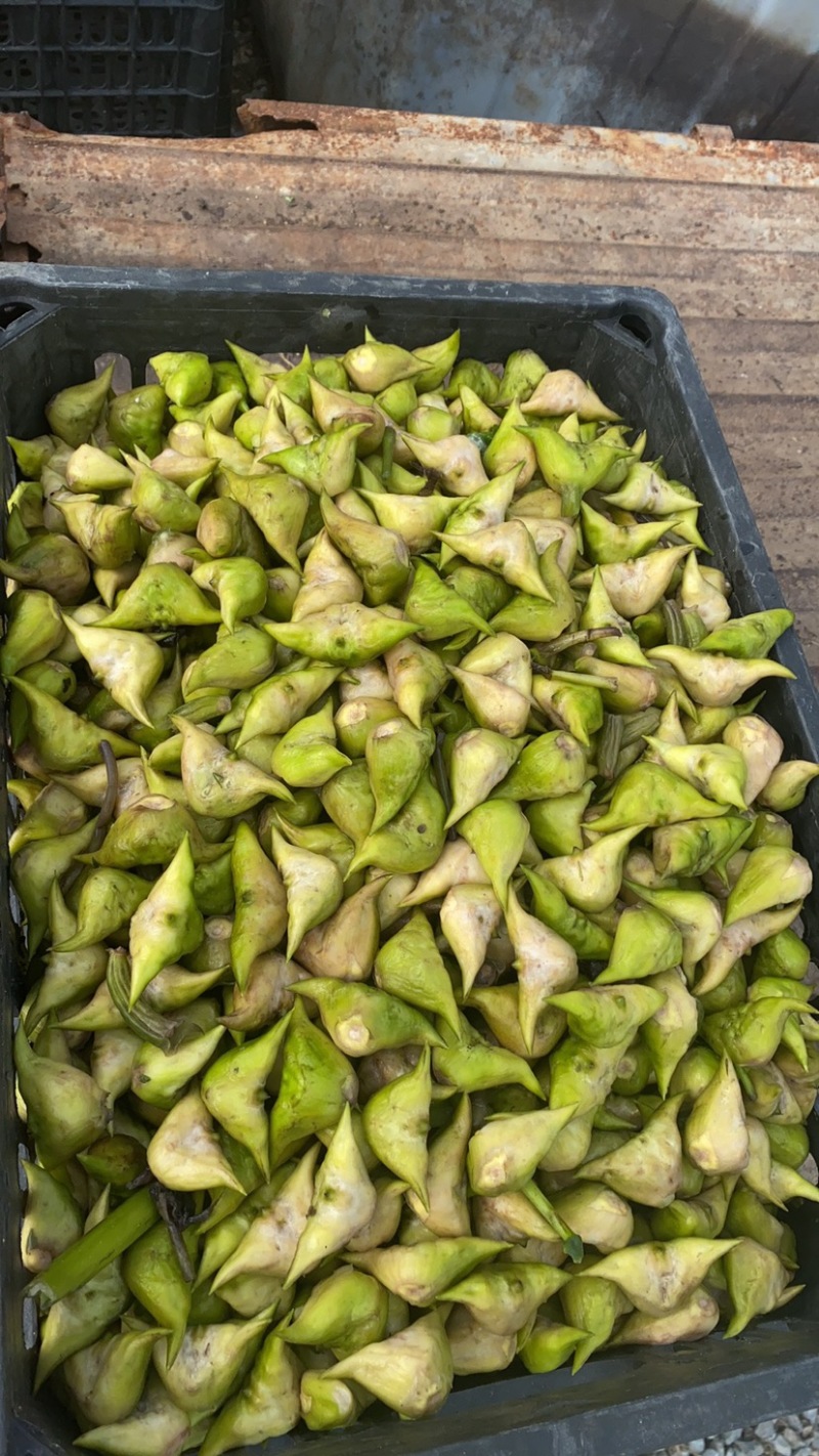 新鲜元宝菱角