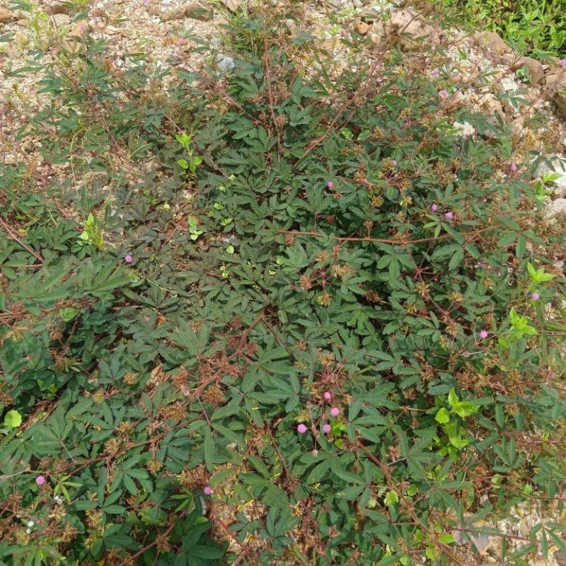 含羞草干品