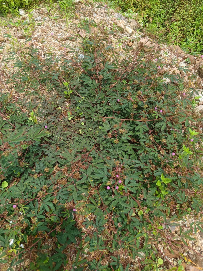 含羞草干品