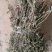 含羞草干品