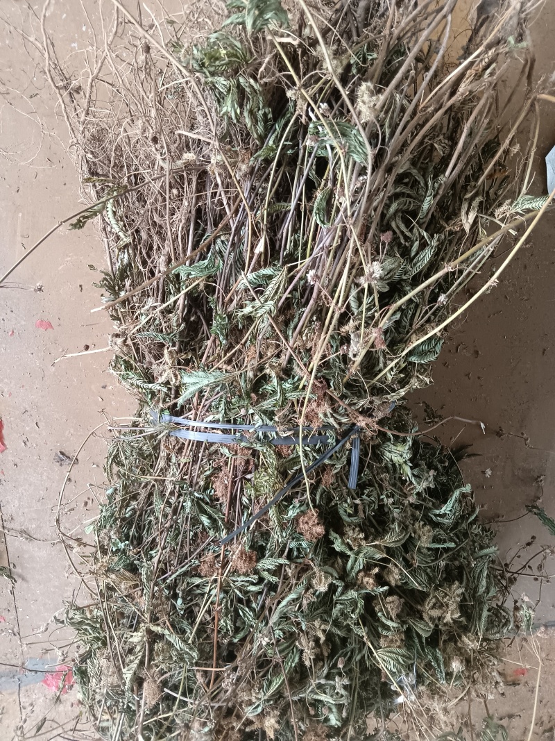 含羞草干品