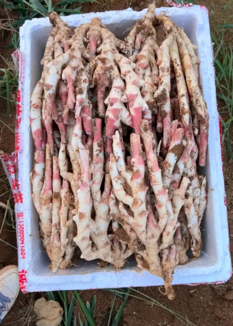 精品鲜货仔姜嫩姜坏烂包赔全国发货