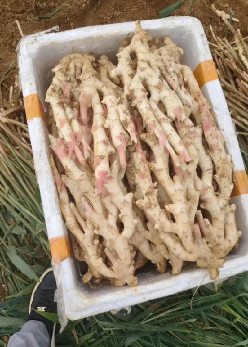 精品鲜货仔姜嫩姜坏烂包赔全国发货