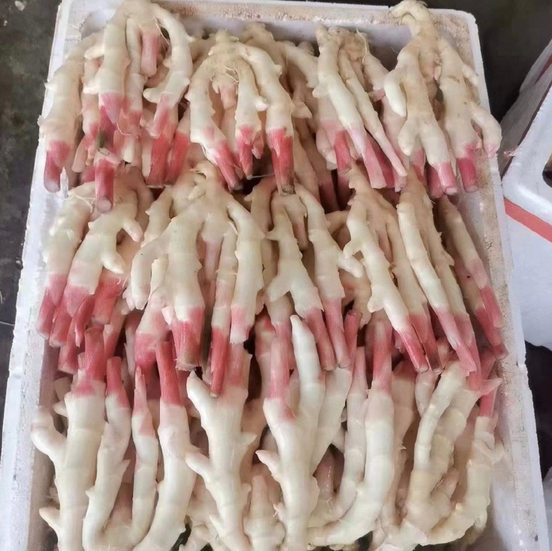 精品鲜货仔姜嫩姜坏烂包赔全国发货