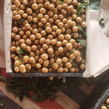 黑金刚黄皮一级果渠道果各种规格包装