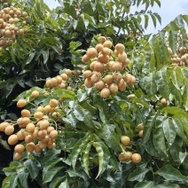 黄皮果即将上市，清甜美味，饱满多汁，大量上市