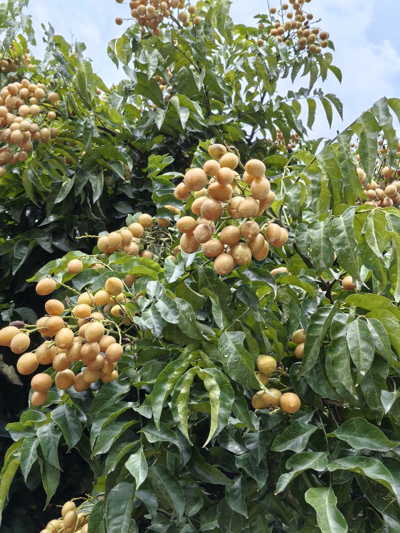 黄皮果即将上市，清甜美味，饱满多汁，大量上市
