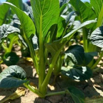 太空558油青甜菜心王40-60天油绿甜菜苔尖叶菜心菜场
