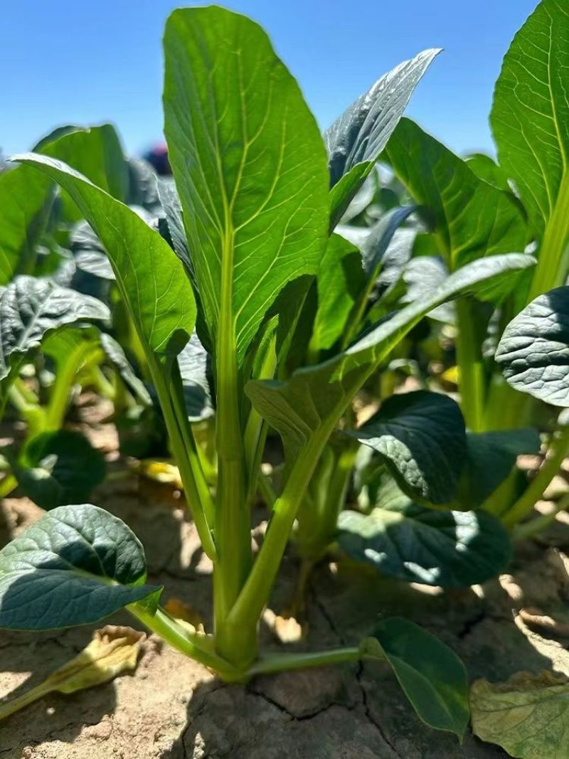 太空558油青甜菜心王40-60天油绿甜菜苔尖叶菜心菜场