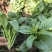 太空558油青甜菜心王40-60天油绿甜菜苔尖叶菜心菜场
