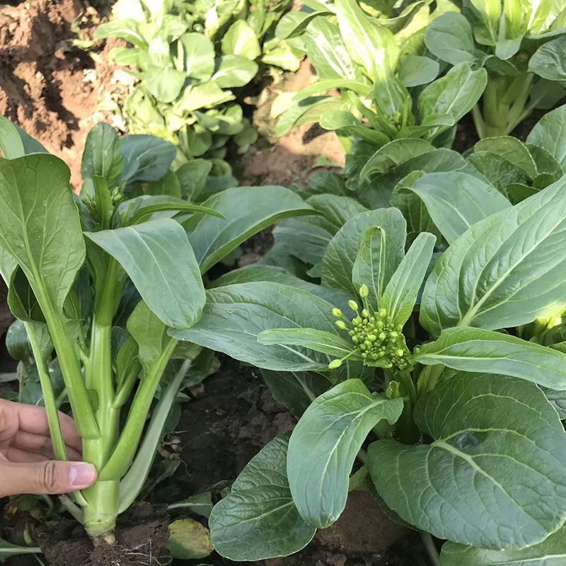 太空558油青甜菜心王40-60天油绿甜菜苔尖叶菜心菜场
