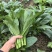 太空558油青甜菜心王40-60天油绿甜菜苔尖叶菜心菜场