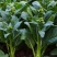 太空558油青甜菜心王40-60天油绿甜菜苔尖叶菜心菜场