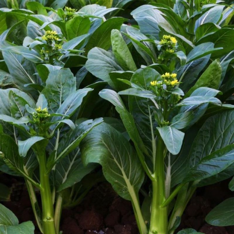 太空558油青甜菜心王40-60天油绿甜菜苔尖叶菜心菜场