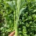 太空558油青甜菜心王40-60天油绿甜菜苔尖叶菜心菜场