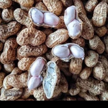 带壳粉皮鲜花生