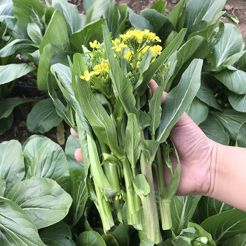 新西兰878油青甜菜心种子口感好油绿粗条高产抗病