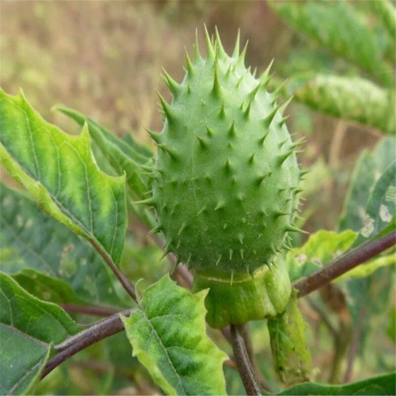 中药材曼陀罗籽种子野生醉葡萄天茄子胡茄子风茄果曼陀螺