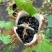 中药材曼陀罗籽种子野生醉葡萄天茄子胡茄子风茄果曼陀螺