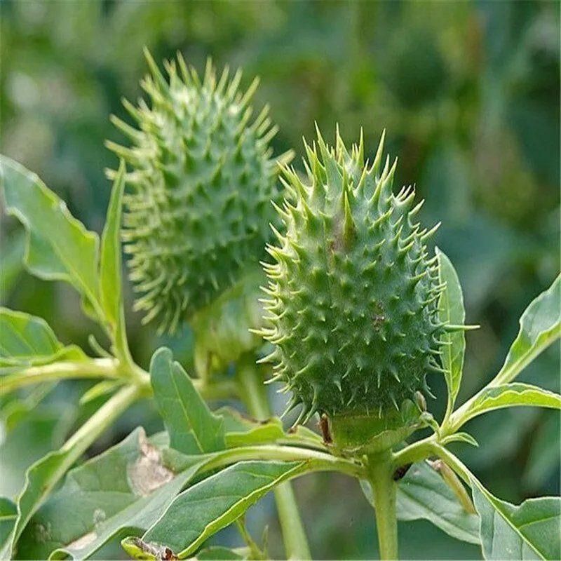 中药材曼陀罗籽种子野生醉葡萄天茄子胡茄子风茄果曼陀螺