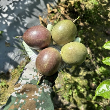 云南台农百香果