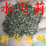 新货水飞蓟籽优质水飞蓟奶蓟水飞蓟250g500g1000