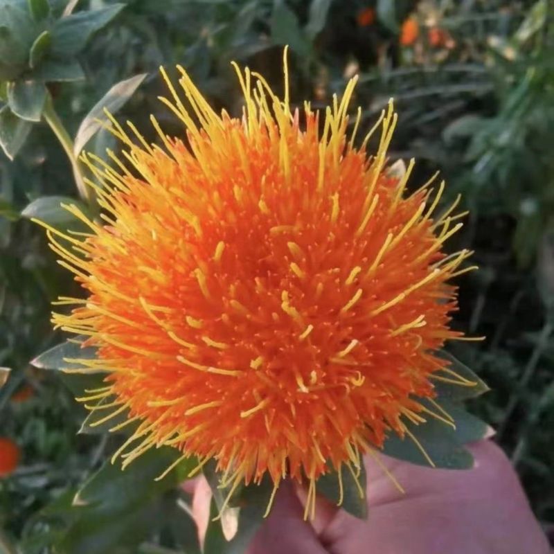 天红2号红花种子草红花花朵大无刺花丝长耐寒耐瘠高产红花种