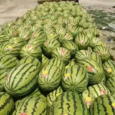 宁夏石头西瓜，露天自然成熟，产地直销，全国发货