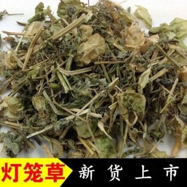 中药材野生灯笼草打卜草打额泡天泡草黄灯笼黄姑娘灯新笼草粉包邮