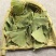 银杏叶中药材特级干银杏叶银杏叶茶100g500g1000g散