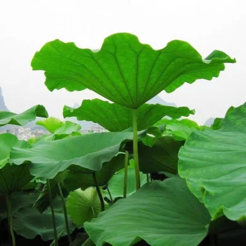 《精选》新鲜荷叶现摘现发大丰收，给钱就卖