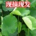 《精选》新鲜荷叶现摘现发大丰收，给钱就卖