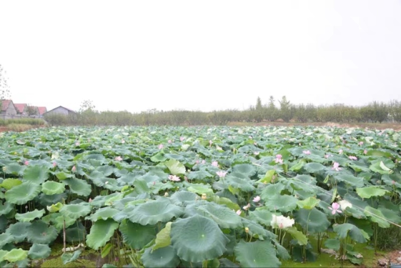《精选》新鲜荷叶现摘现发大丰收，给钱就卖