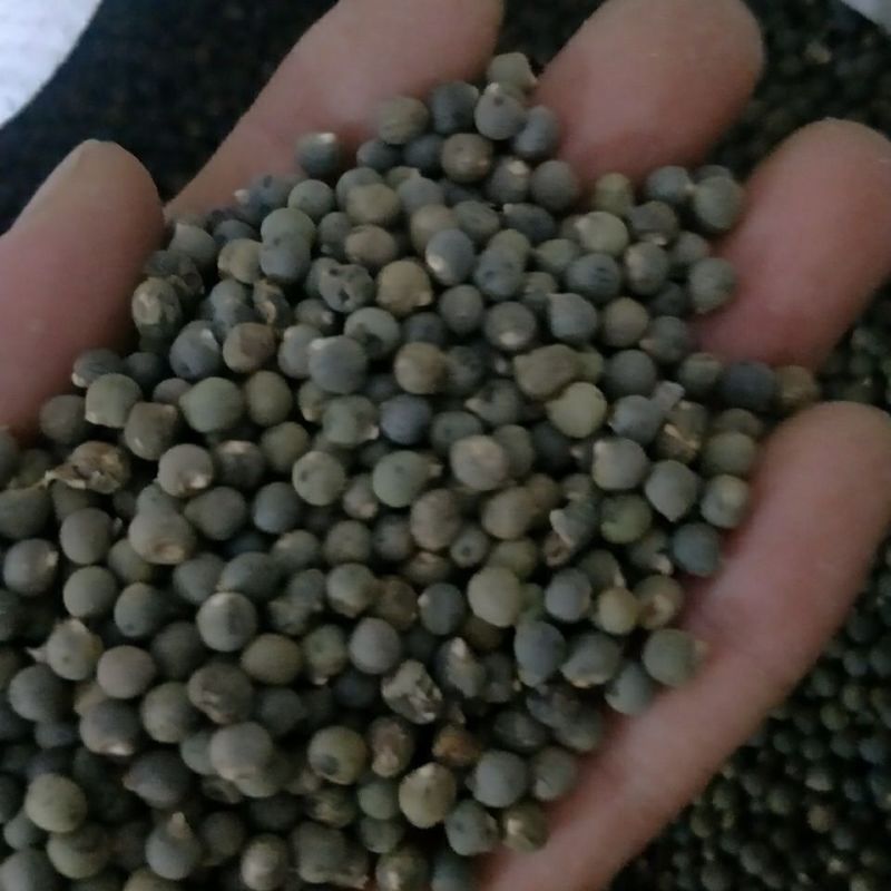 秋葵子中药材黄秋葵子秋葵籽新货秋葵子黄秋葵250g500g1