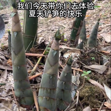 竹笋