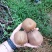 亚特猕猴桃