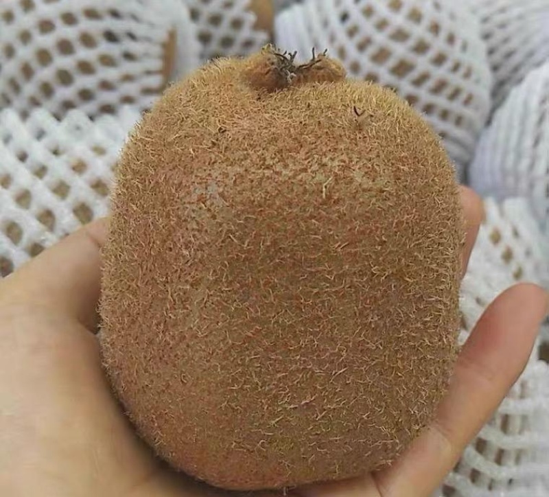 亚特猕猴桃