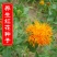 滇红花7号红花种子大花无刺花丝长耐寒耐瘠产量高药材种籽