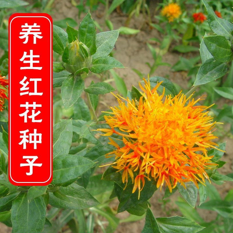 滇红花7号红花种子大花无刺花丝长耐寒耐瘠产量高药材种籽