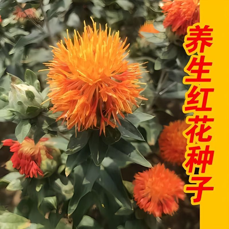 滇红花7号红花种子大花无刺花丝长耐寒耐瘠产量高药材种籽