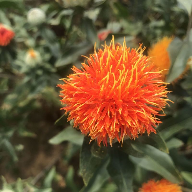 滇红花7号红花种子大花无刺花丝长耐寒耐瘠产量高药材种籽
