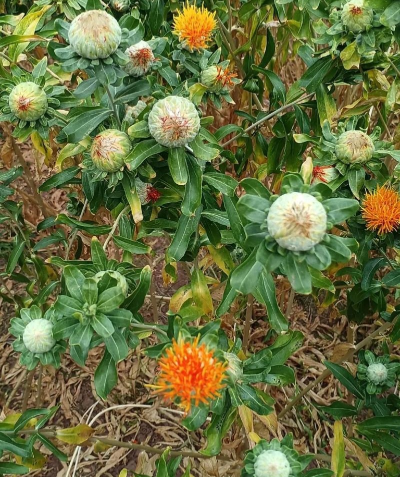 滇红花7号红花种子大花无刺花丝长耐寒耐瘠产量高药材种籽