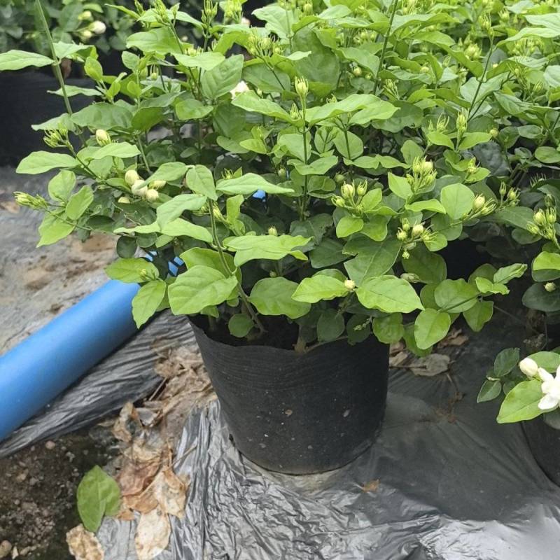 广西横县重瓣茉莉花苗种植场，基地直供，盆苗、窝苗