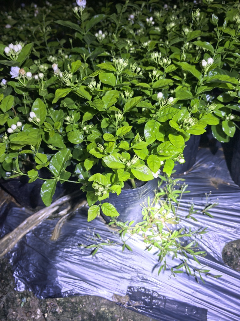 广西横县重瓣茉莉花苗种植场，基地直供，盆苗、窝苗
