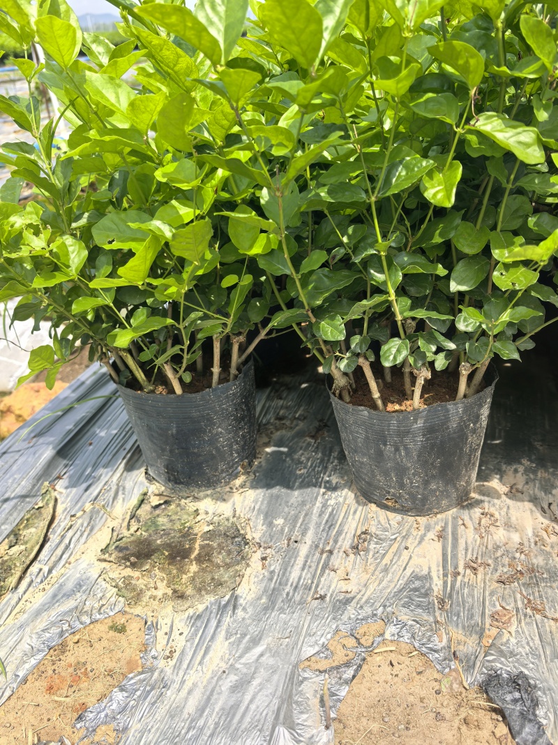 广西横县重瓣茉莉花苗种植场，基地直供，盆苗、窝苗