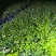 广西横县重瓣茉莉花苗种植场，基地直供，盆苗、窝苗